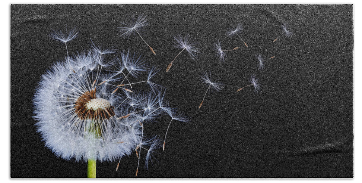Abstract Beach Sheet featuring the photograph Dandelion on black background #1 by Bess Hamiti