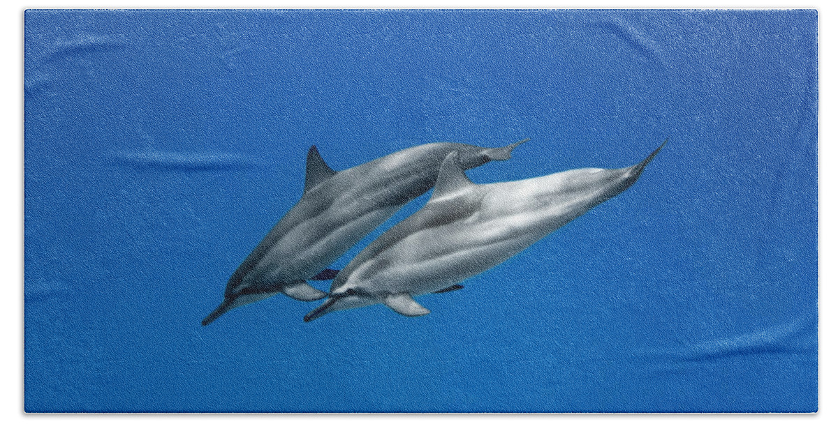  Serenity Beach Towel featuring the photograph Dolphin Pair #1 by Sean Davey