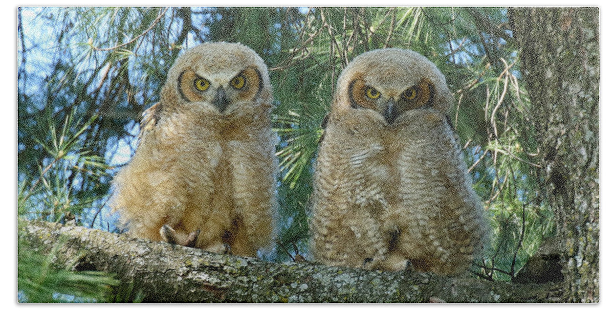 Owlets Beach Towel featuring the photograph Double Trouble #1 by Heather King