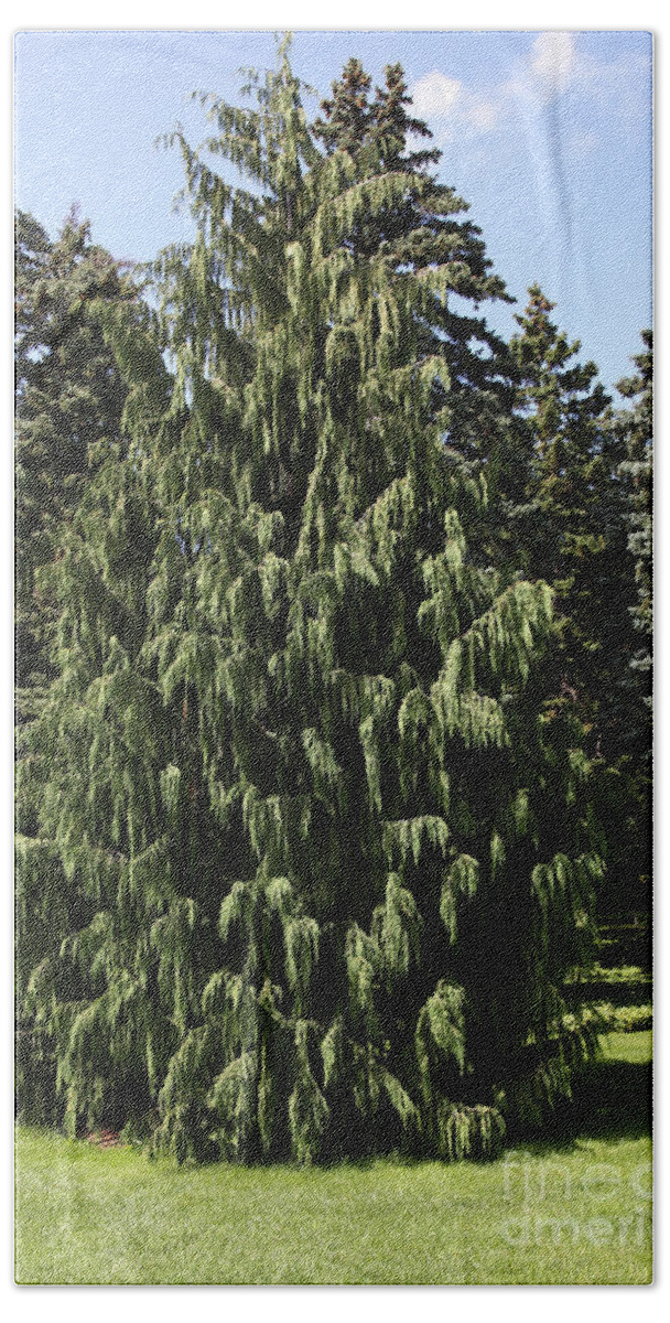 Biology Beach Towel featuring the photograph Drooping Juniper #1 by Ted Kinsman