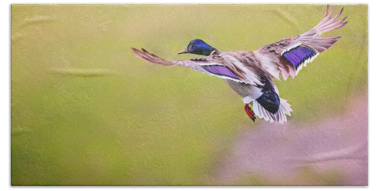 Animal Beach Towel featuring the photograph Duck-drake by Peter Lakomy