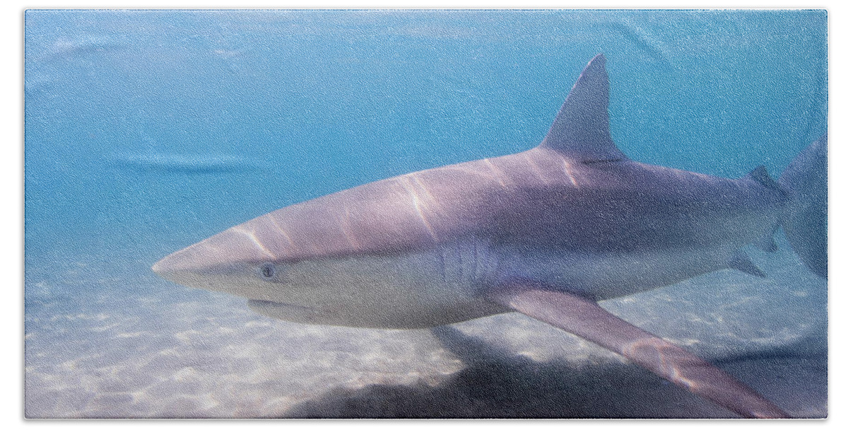 Dusky Shark Beach Towel featuring the photograph Dusky shark Carcharhinus obscurus #1 by Hagai Nativ