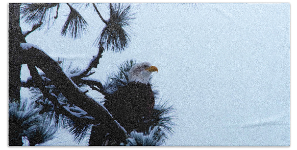 Eagle Beach Towel featuring the photograph Eagle in a frosted tree #1 by Jeff Swan