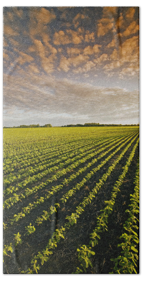 Agribusinesses Beach Towel featuring the photograph Early Growth Soybean Field #1 by Dave Reede