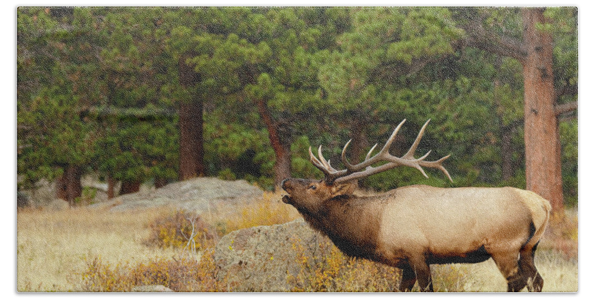 Bugling Elk In Rocky Mountain National Park Beach Sheet featuring the photograph Elk by Bon and Jim Fillpot