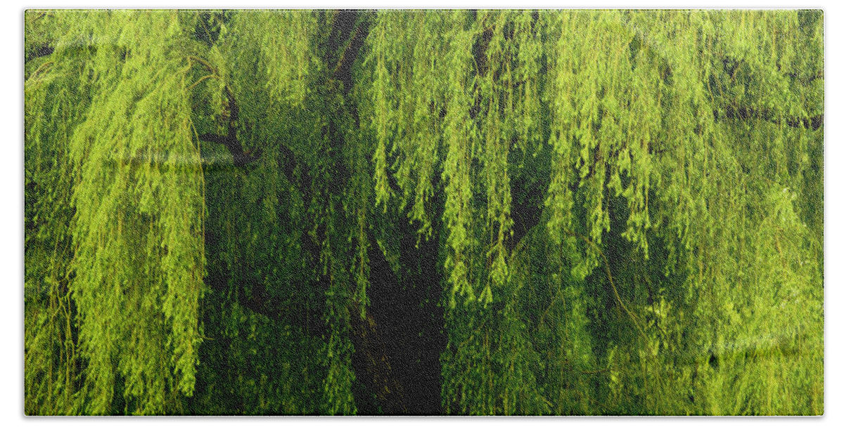 Willow Beach Towel featuring the photograph Enchanting Weeping Willow Tree by Carol F Austin