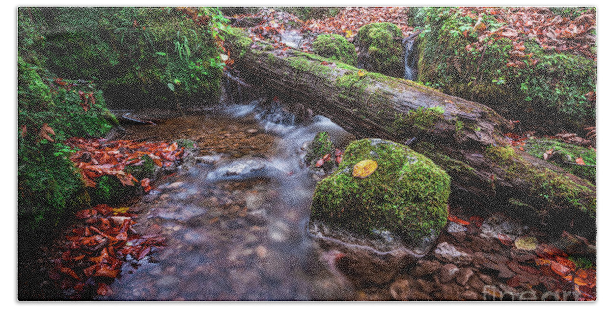 Autumn Beach Towel featuring the photograph Fall In The Woods #1 by Hannes Cmarits