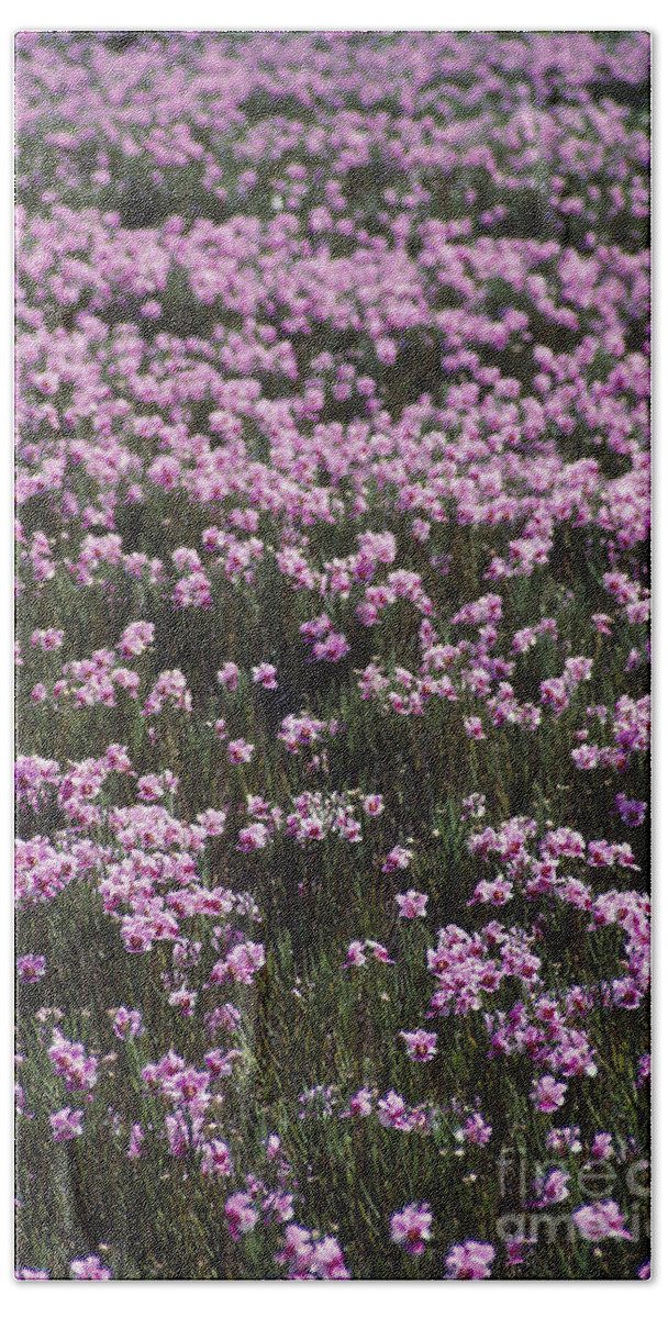 Afternoon Beach Towel featuring the photograph Field Of Pink #1 by Greg Vaughn - Printscapes