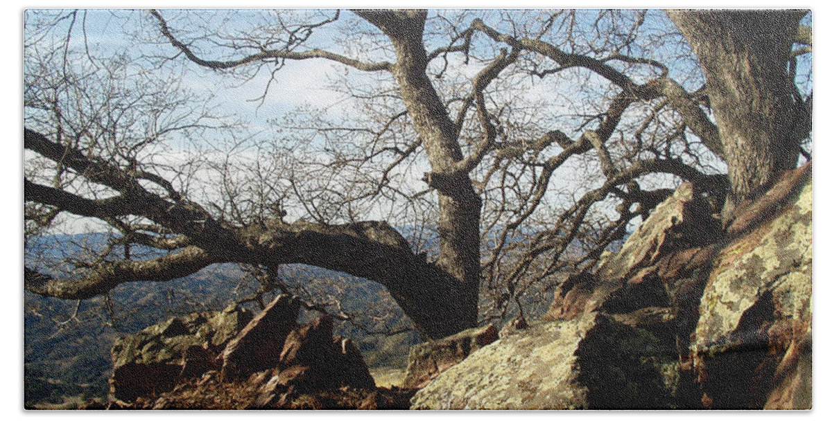 Mountain Trees Beach Towel featuring the photograph Figueroa Mountain Trees #1 by Barbara Snyder