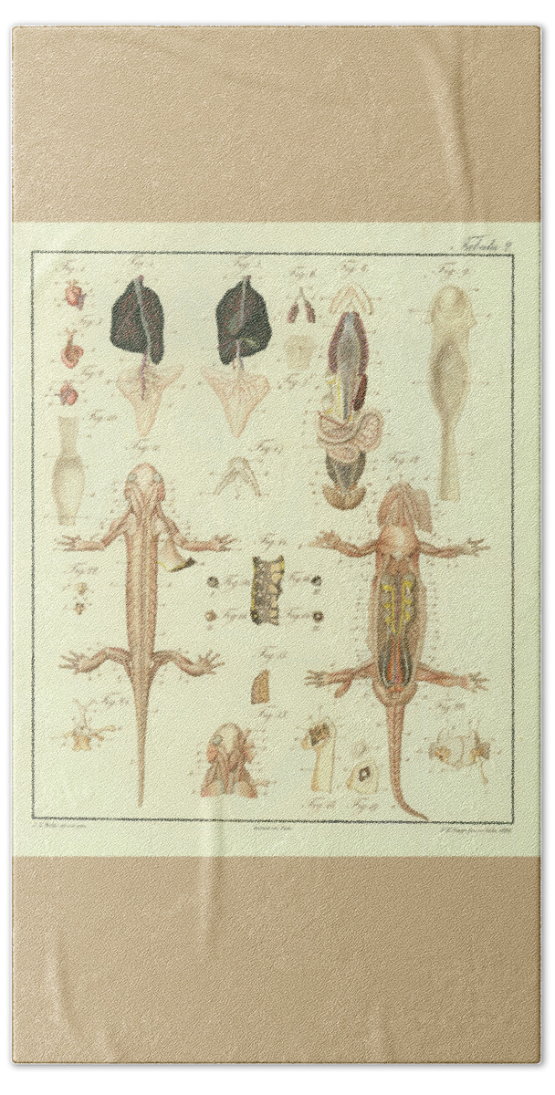 Salamander Beach Sheet featuring the drawing Fire Salamander Anatomy #2 by Christian Leopold Mueller