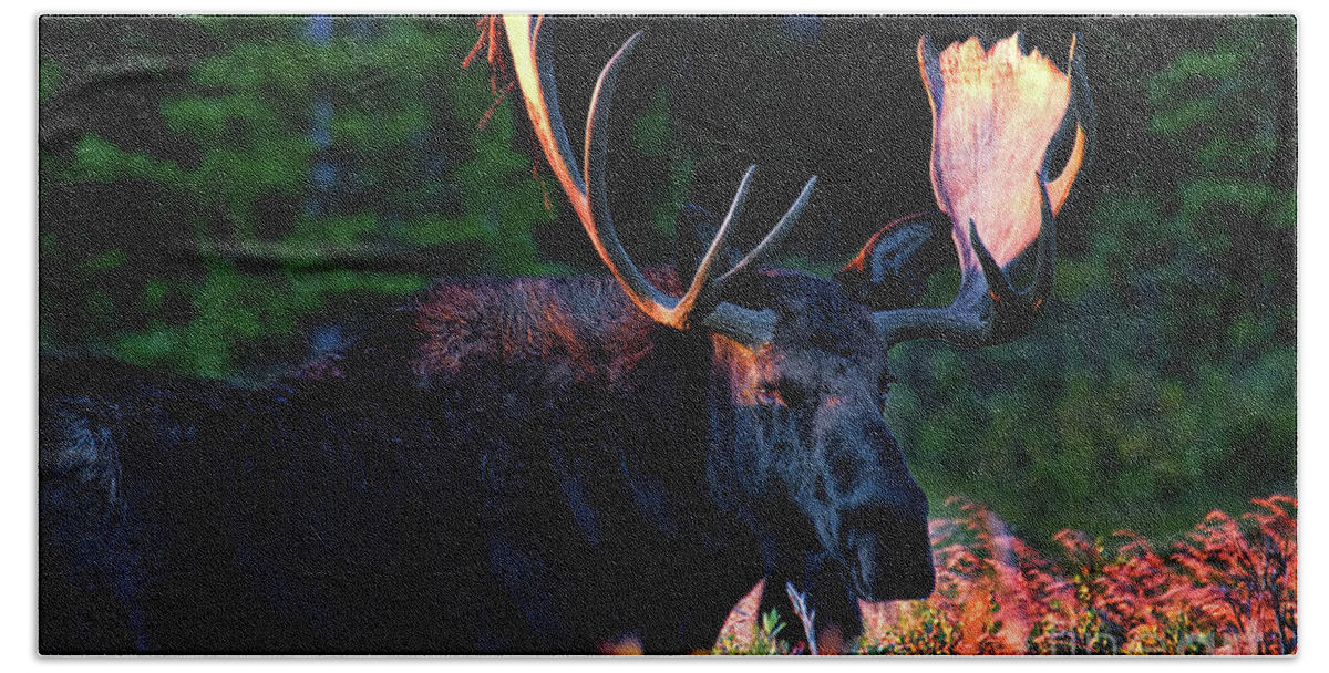 Moose Beach Towel featuring the photograph First Light #1 by Jim Garrison