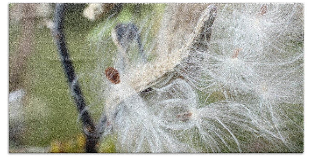 Lauren Radke Beach Towel featuring the photograph Flight of the Milkweed #1 by Lauren Radke