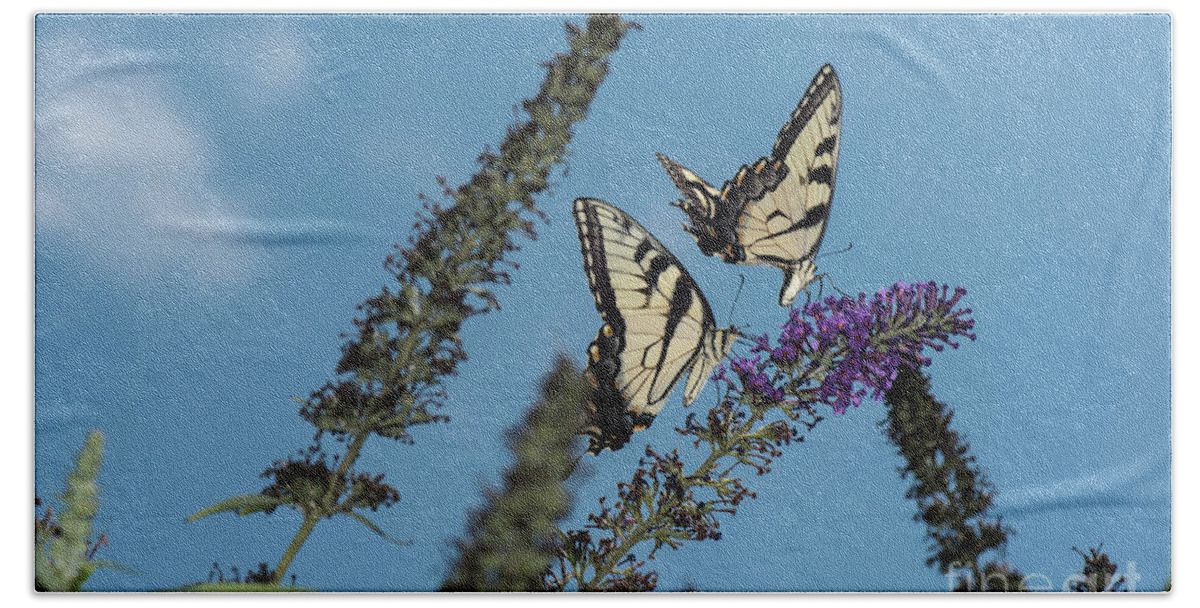 Butterfly Beach Towel featuring the photograph Follow The Leader by Judy Wolinsky