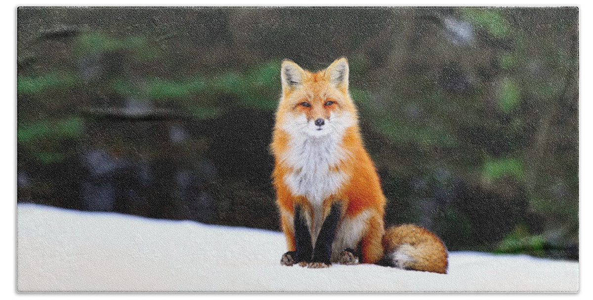 Fox Beach Towel featuring the photograph Fox #1 by Jackie Russo