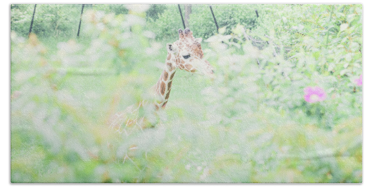 Giraffe Beach Towel featuring the photograph Giraffe #1 by Jamie Cook