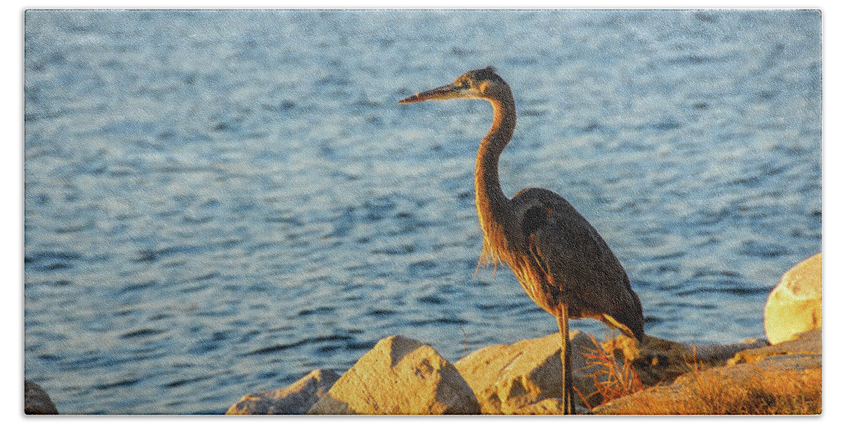 Ardea Herodias Beach Sheet featuring the photograph Great Blue Heron at sunset #1 by Patrick Wolf