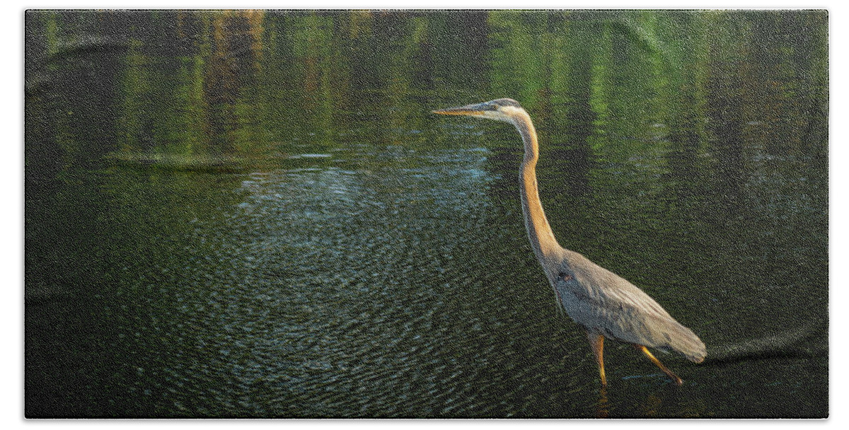 Florida Beach Towel featuring the photograph Great Blue Heron Delray Beach Florida #1 by Lawrence S Richardson Jr