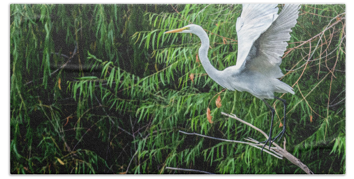 Great Beach Towel featuring the photograph Great Egret 7033-092116-1cr #1 by Tam Ryan