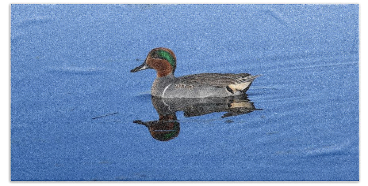 Duck Beach Towel featuring the photograph Green-winged Teal #1 by David Campione