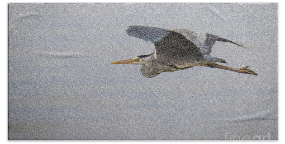 Animalia Beach Sheet featuring the photograph Grey Heron #1 by Jivko Nakev
