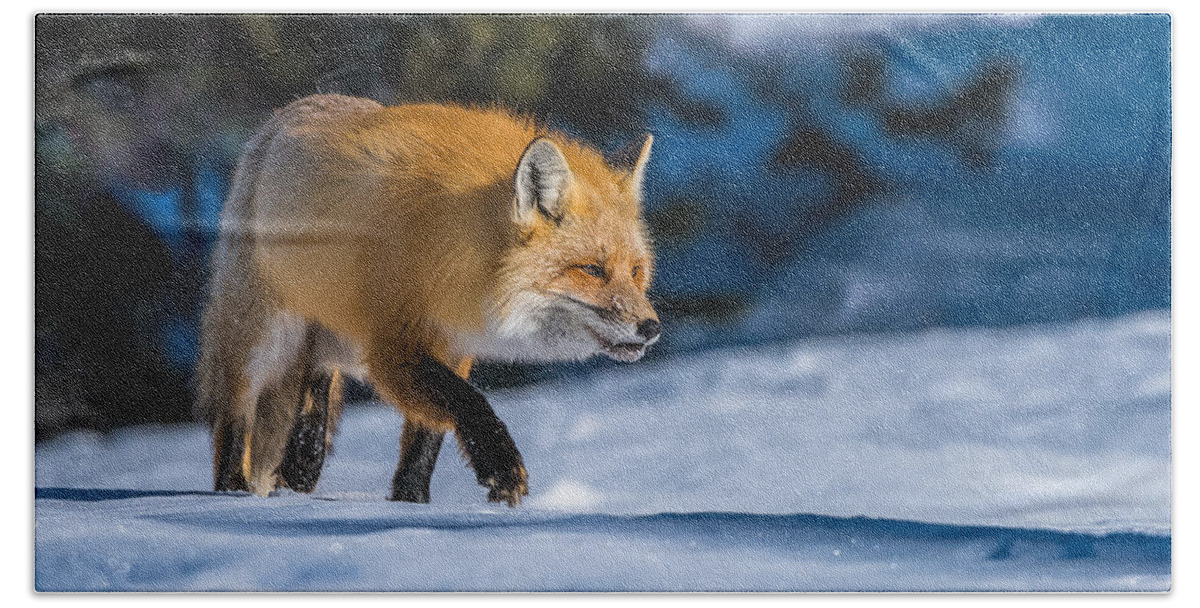 Red Fox Beach Towel featuring the photograph Handsome Mr. Fox by Yeates Photography
