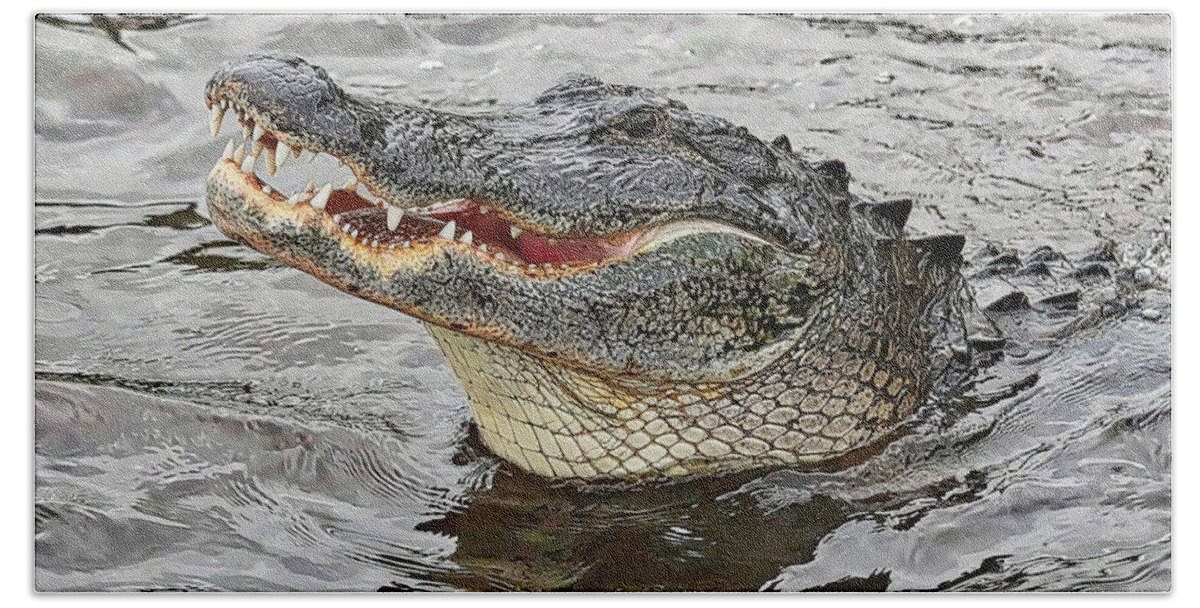Gator Beach Sheet featuring the photograph Happy Florida Gator #2 by Carol Groenen