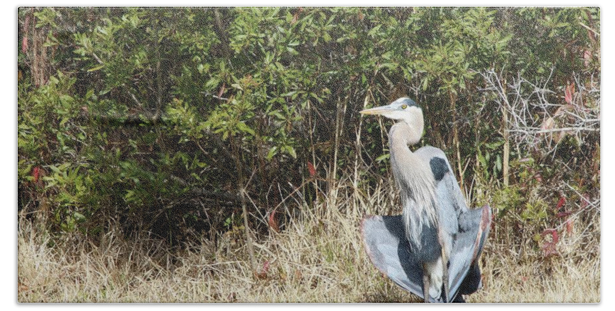 Heron Beach Towel featuring the photograph Henry the Heron #1 by Benanne Stiens