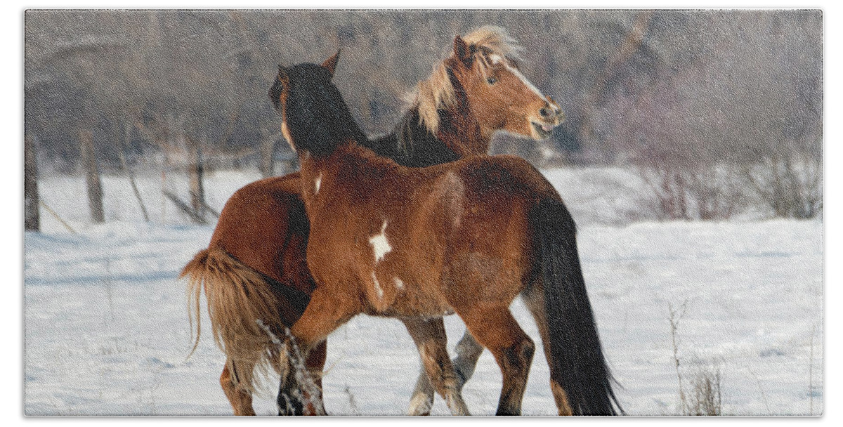 Stallions Beach Towel featuring the photograph Horseplay #1 by Michael Dawson