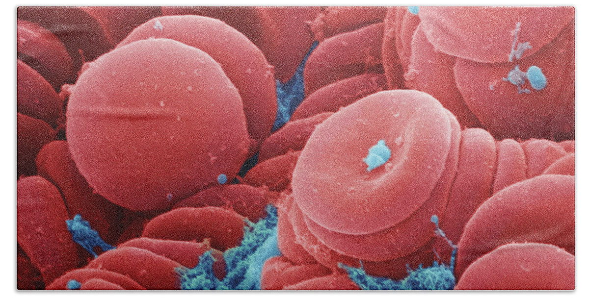 Science Beach Towel featuring the photograph Human Red Blood Cells, Sem #1 by Ted Kinsman