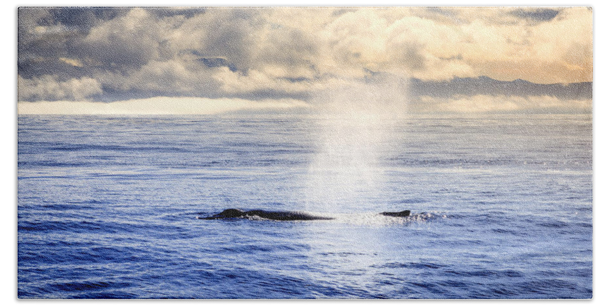 Europe Beach Towel featuring the photograph Humpback whale plume by Alexey Stiop