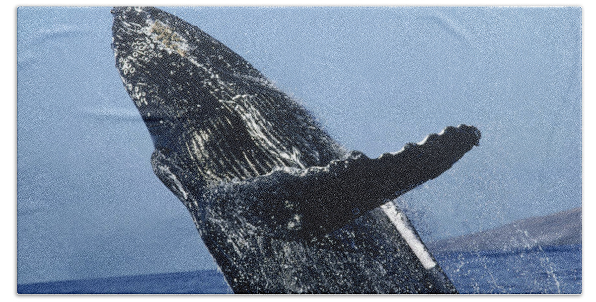00079871 Beach Towel featuring the photograph Humpback Whale Breaching Hawaii #1 by Flip Nicklin