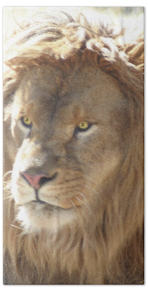 I Am The Lion Beach Towel featuring the digital art I AM .. the lion #1 by Gary Baird