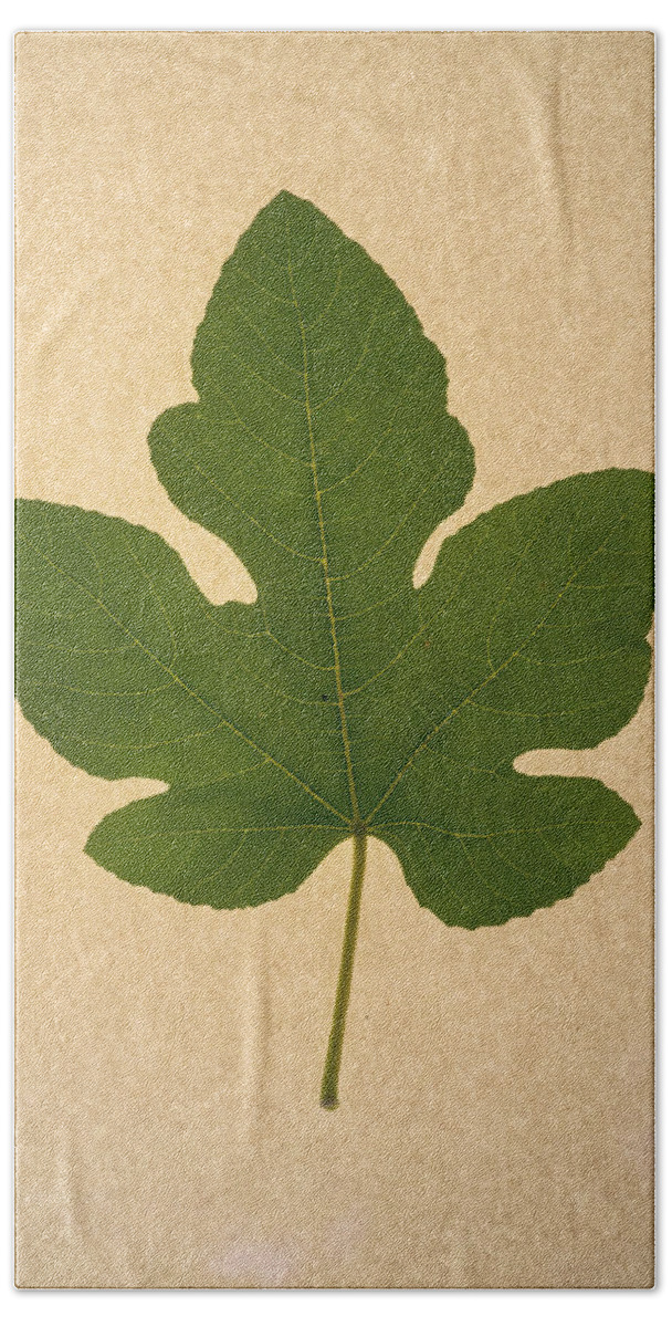 Italian Honey Fig Leaf Beach Sheet featuring the photograph Italian Honey Fig Leaf #1 by Frank Wilson