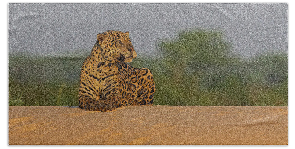 2016 Beach Sheet featuring the photograph Jaguar #1 by Jean-Luc Baron