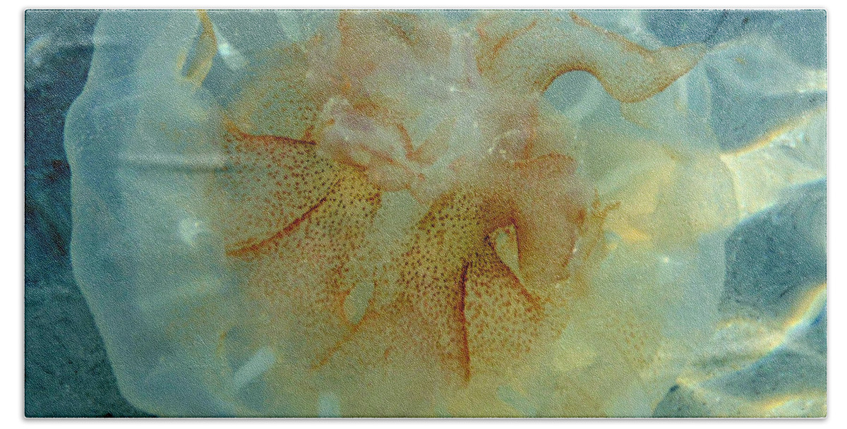 Jellyfish Beach Towel featuring the photograph Jellyfish #1 by David Lee Thompson
