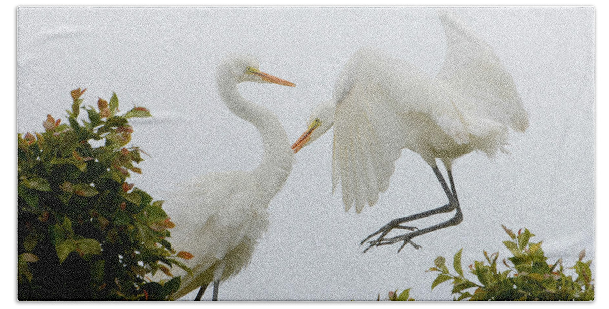 Great White Egrets Beach Sheet featuring the photograph Jump #1 by Fraida Gutovich