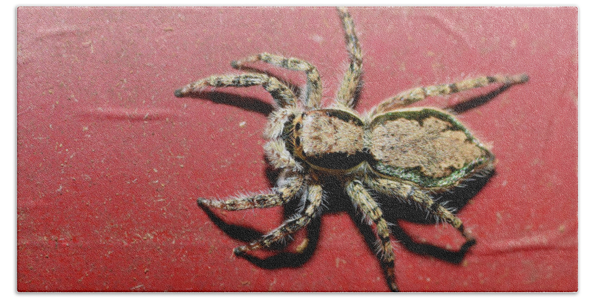 Photograph Beach Sheet featuring the photograph Jumping Spider #1 by Larah McElroy