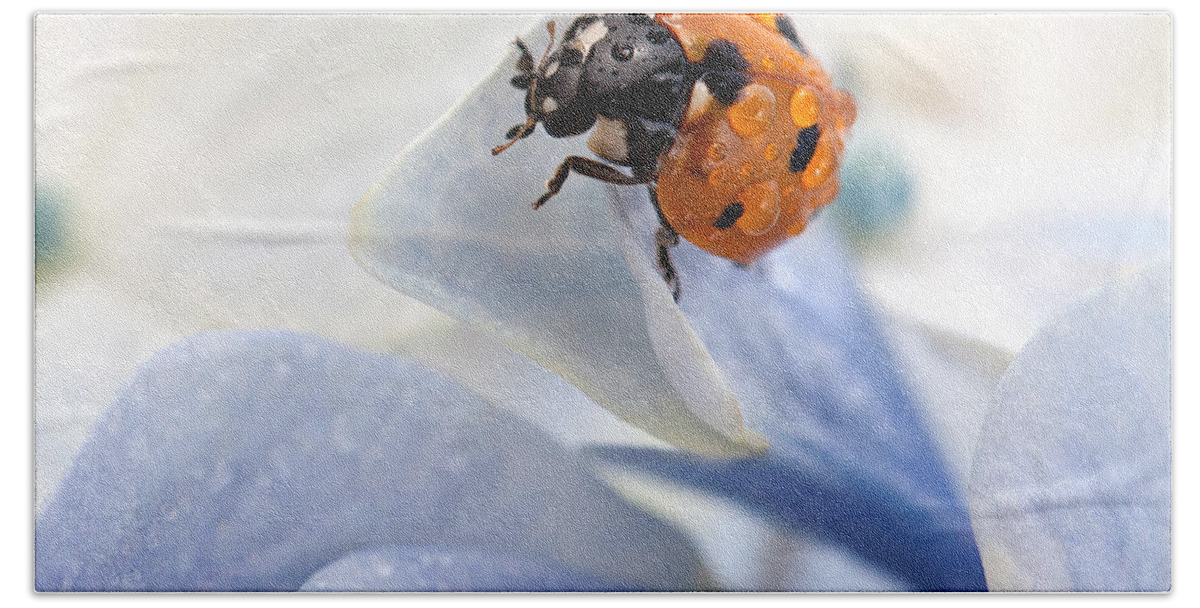 Ladybug Beach Towel featuring the photograph Ladybug by Nailia Schwarz