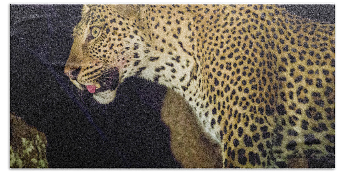 Leopard Beach Towel featuring the photograph Leopard at Night #1 by Fran Gallogly
