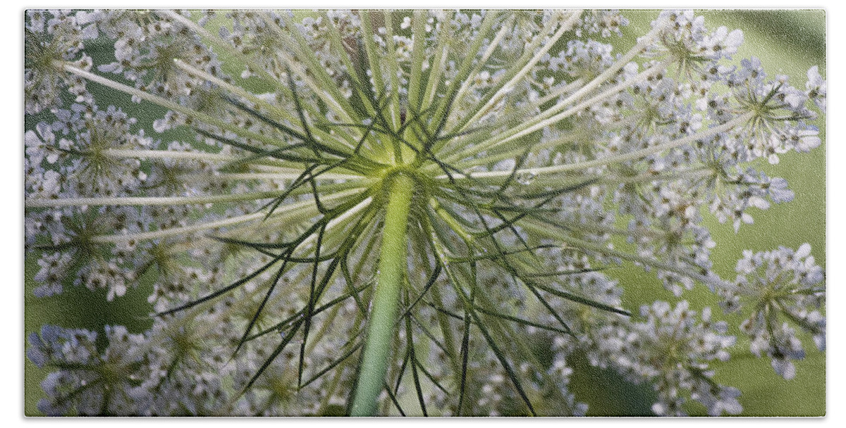 Queen Anne's Lace Beach Sheet featuring the photograph Look Up #1 by Teresa Mucha