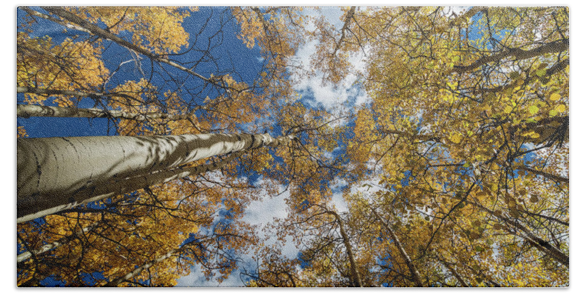 Tree Beach Towel featuring the photograph Looking up #2 by Jeff Niederstadt