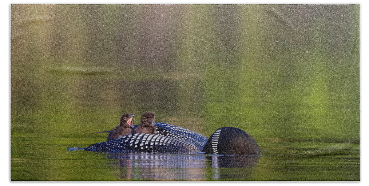 Common Loon Beach Towel featuring the photograph Loon Chick Yawn by John Vose