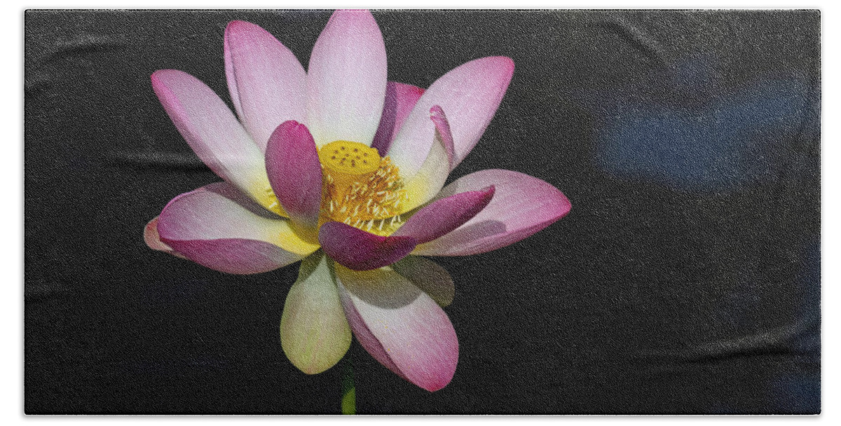 Lotus Beach Towel featuring the photograph Lotus Bloom #1 by Jerry Gammon