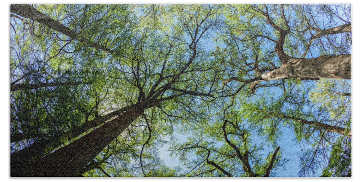 Austin Beach Towel featuring the photograph Majestic Cypress Trees by Raul Rodriguez
