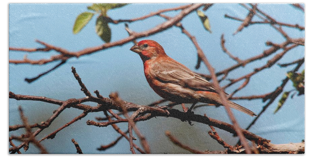 Mccombie Beach Towel featuring the photograph Male House Finch #4 by J McCombie