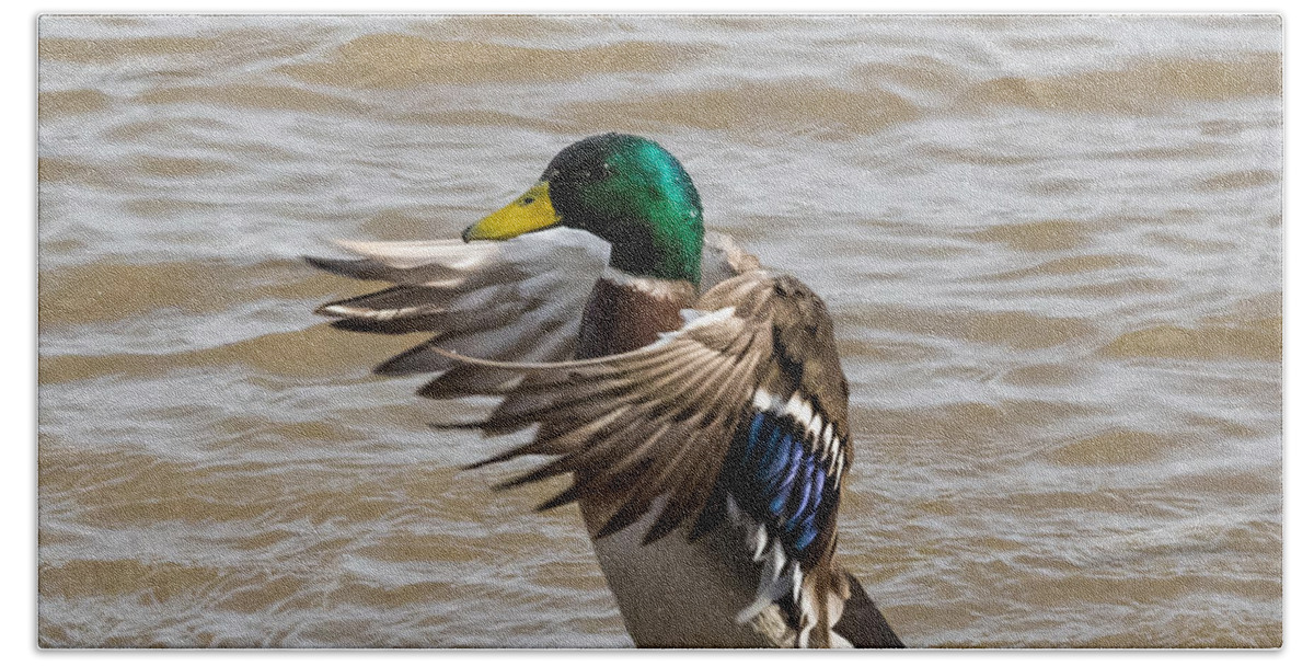 Male Beach Towel featuring the photograph Male Mallard by Holden The Moment
