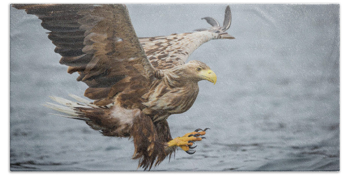 Eagle Beach Sheet featuring the photograph Male White-tailed Eagle #1 by Andy Astbury