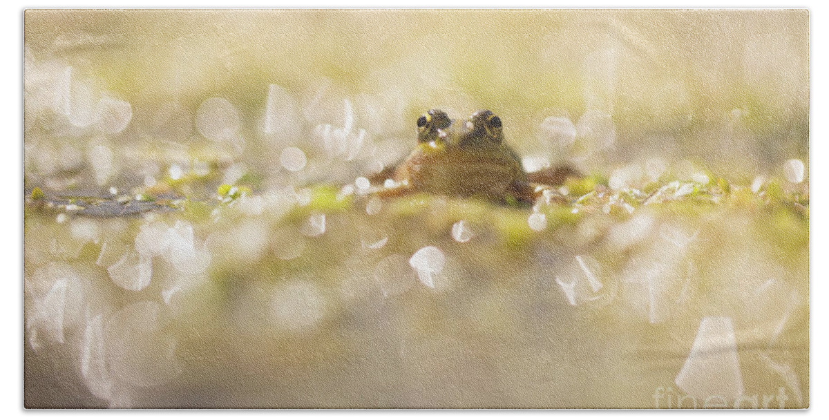 Threatened Beach Towel featuring the photograph Marsh Frog Pelophylax ridibundus #1 by Alon Meir