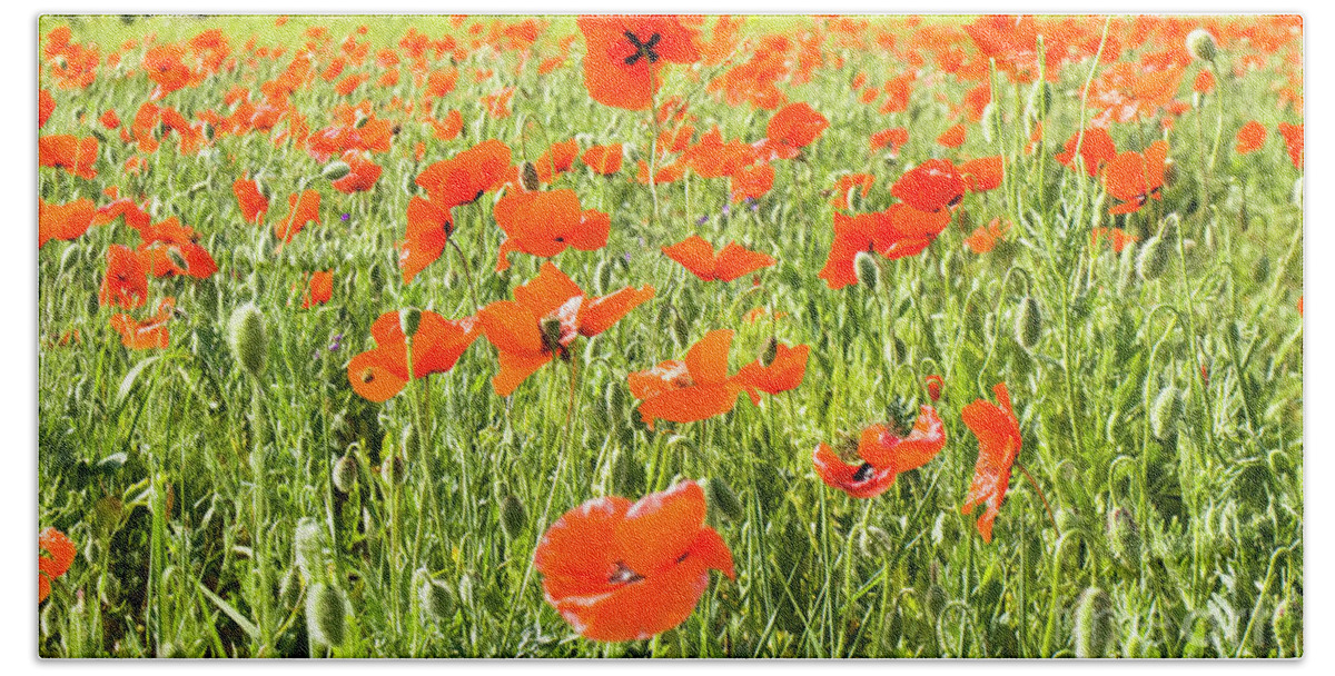 Poppy Beach Towel featuring the photograph Meadow with poppies #1 by Irina Afonskaya