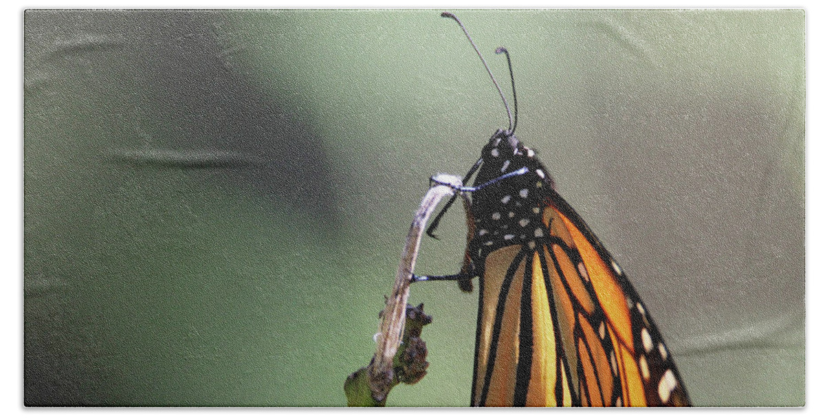 Monarch Butterfly Beach Towel featuring the photograph Monarch Butterfly Stony Brook New York #1 by Bob Savage